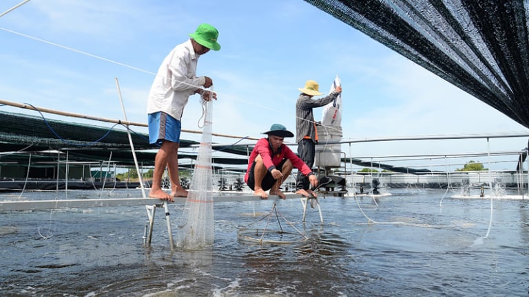 Việt Nam dẫn đầu toàn cầu về nuôi trồng thủy sản đạt chuẩn ASC