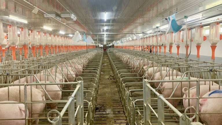 Dabaco thâu tóm 98% vốn Lam Sơn Như Xuân, nâng tổng số công ty con lên 31 