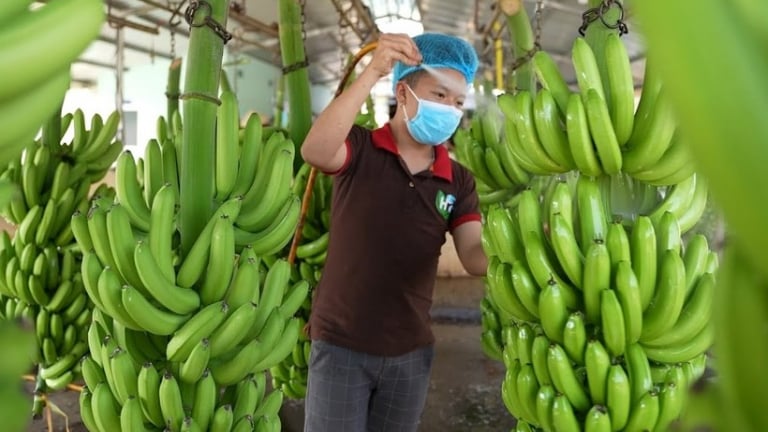 Cao su Thống Nhất lãi gần 7 tỷ đồng nhờ bán chuối