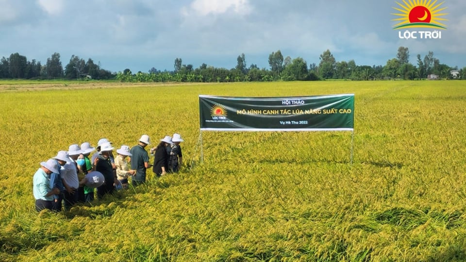 Tập đoàn Lộc trời: Kế hoạch kinh doanh năm 2025 không được cổ đông thông qua, tiết lộ cắt giảm gần 1.100 nhân sự 