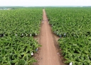 Tỉnh Bình Dương: Tạo đột phá với nông nghiệp công nghệ cao