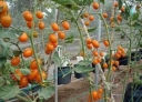 Trồng cà chua nova cho trái vàng, nhà nào ở Đắk Lắk chịu xuống tiền đầu tư đều lãi lớn