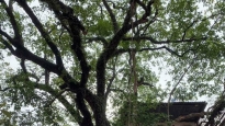 Cây thị cổ hơn 300 năm tuổi ở Đình Trung Tự là cây Di sản Việt Nam