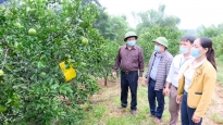 Phát triển kinh tế trang trại, thúc đẩy công nghiệp hoá nông thôn tại Hà Nội