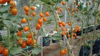 Trồng cà chua nova cho trái vàng, nhà nào ở Đắk Lắk chịu xuống tiền đầu tư đều lãi lớn