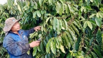 Trồng cà phê ghép năng suất tăng gấp 4 lần so với cà phê già, nông dân Lâm Đồng lãi đậm