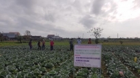 Nông dân tỉnh Quảng Ngãi trồng bắp cải theo hướng an toàn sinh học cho hiệu quả kinh tế cao
