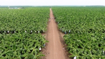 Tỉnh Bình Dương: Tạo đột phá với nông nghiệp công nghệ cao