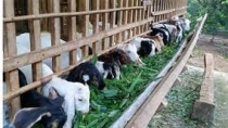 Nghệ An: Làng nuôi dê thịt Thái Hòa - Điểm sáng nông dân với kinh tế thị trường
