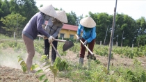 Quảng Trị: Phát triển kinh tế thảo dược gắn với chương trình OCOP