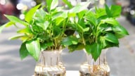 Loại cây phong thủy đem lại may mắn, rước lộc vào nhà 