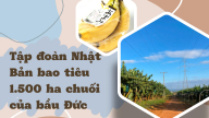 Doanh nghiệp Nhật Bản thu mua chuối của bầu Đức 'khủng' cỡ nào?