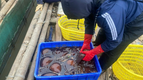 Xuyên đêm săn “sâm biển” ở xứ Thanh