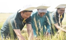 Ngành lúa gạo Việt Nam thêm ‘trĩu hạt’ nhờ gói tín dụng 90 triệu USD từ Hà Lan
