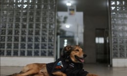 'Hạ sĩ cún' đặc biệt của sở cảnh sát lớn nhất Brazil, hàng trăm ngàn người hâm mộ