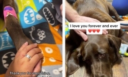 Video: Chú chó ôm ấp chủ nhân trước khi mất khiến hàng triệu người rơi nước mắt