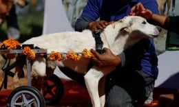 Khám phá lễ hội đặc biệt để cảm ơn lòng trung thành của chó ở Nepal