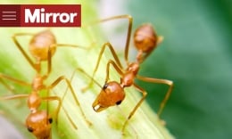 Phát hiện loài kiến lửa nhỏ siêu nguy hiểm, vết đốt cực độc có thể khiến động vật bị mù