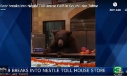 Video: Bất ngờ chú gấu 'đột nhập' vào quán cà phê, ăn trộm bánh ngọt