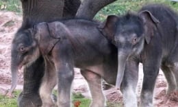 Sở thú ở New York đón thành công ca sinh đôi voi đầu tiên