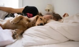 Ngủ cùng thú cưng, lợi và hại ra sao?