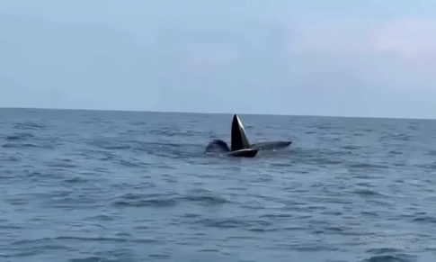 Liên tiếp xuất hiện cá voi xanh tìm mồi tại vùng biển Cô Tô