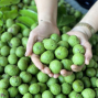 Có nên cạo vỏ quả sấu trước khi trữ đông?
