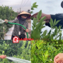 Làng quất Mễ Sở tất bật vào vụ Tết