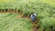 Khẩn trương khắc phục lúa xuân bị đổ ngã sau mưa lớn, gió lốc ở Hà Tĩnh