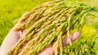 Giá lúa gạo hôm nay 18/5: Lúa IR50404 tăng nhẹ, gạo 5% tấm ổn định