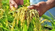 Giá lúa gạo hôm nay 19/5: Lúa giảm nhẹ, gạo giữ giá ổn định