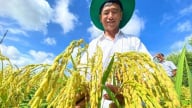 Giá lúa gạo hôm nay 3/6: Thị trường ổn định, giao dịch chậm