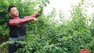 Vân Hồ tập trung chăm sóc cây ăn quả