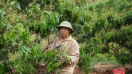 Chủ động các điều kiện phục vụ thu hoạch, chế biến, tiêu thụ nông sản