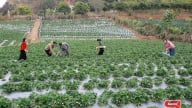 Mộc Châu vùng nông nghiệp ứng dụng công nghệ cao