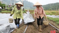 Sản xuất nông nghiệp xanh, bền vững ở Mường Sang