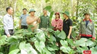 Cà Nàng chuyển hướng sản xuất nông nghiệp