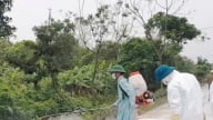 Dịch tả lợn châu Phi bùng phát, Hưng Yên ghi nhận 7 ổ dịch