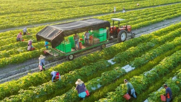 Bảo đảm sản xuất, tiêu thụ, xuất khẩu nông lâm thủy sản trong bối cảnh biến động thương mại toàn cầu