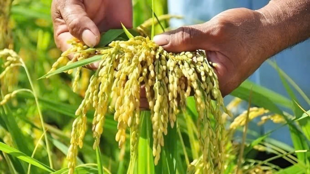 Giá lúa gạo hôm nay 19/5: Lúa giảm nhẹ, gạo giữ giá ổn định