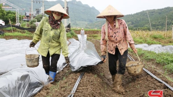 Sản xuất nông nghiệp xanh, bền vững ở Mường Sang