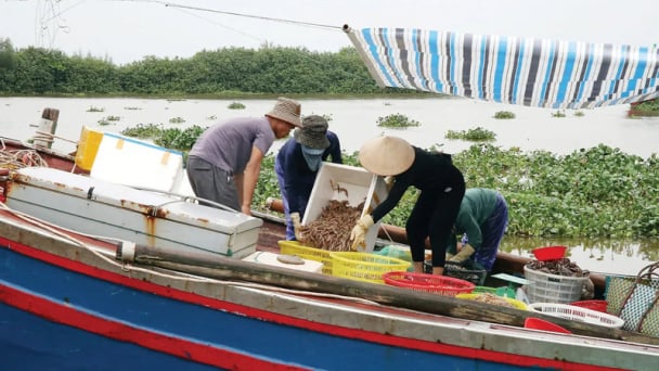 Hưng Yên: Thu gom rác thải nhựa từ tàu cá, bảo vệ môi trường biển