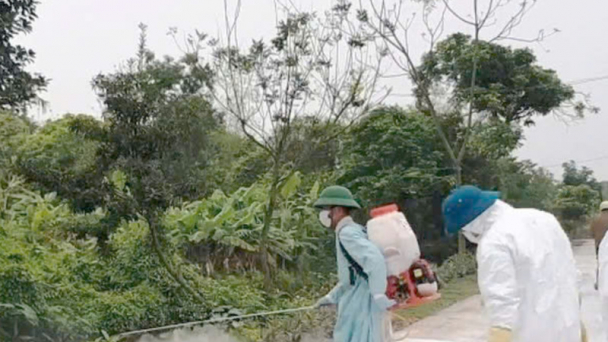 Dịch tả lợn châu Phi bùng phát, Hưng Yên ghi nhận 7 ổ dịch