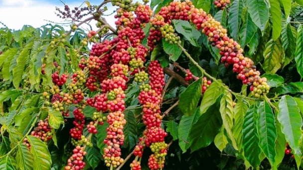 Giá cà phê hôm nay 27/6: Chỉ còn 94.000–95.000 đồng/kg