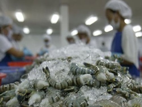 Tôm Việt Nam bị áp thuế chống bán phá giá kỷ lục