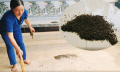 Thanh Hóa: Khoảng một tuần nữa ruồi sẽ hết bủa vây nhà dân