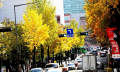 Seoul - Mùa đẹp nhất