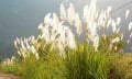 Ninh Bình: Mùa lau trắng nở rộ
