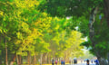 Huế đẹp nao lòng những ngày vàng nắng