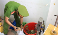 Bơm tạp chất vào tôm hùm, một cơ sở kinh doanh bị xử phạt